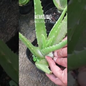 Removing sunburned leaf