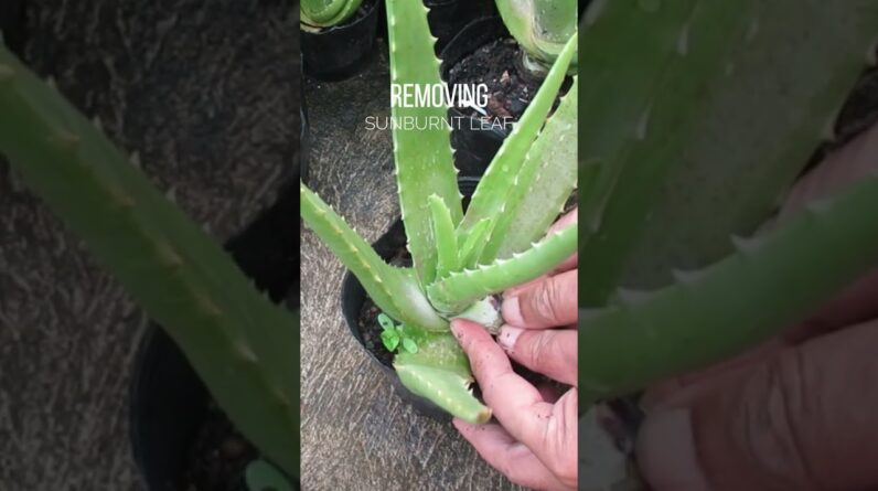 Removing sunburned leaf