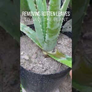 Removing the leaves to save the plant