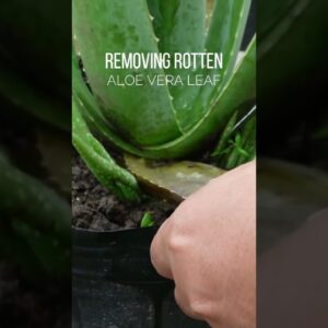 Rotten Aloe vera leaf