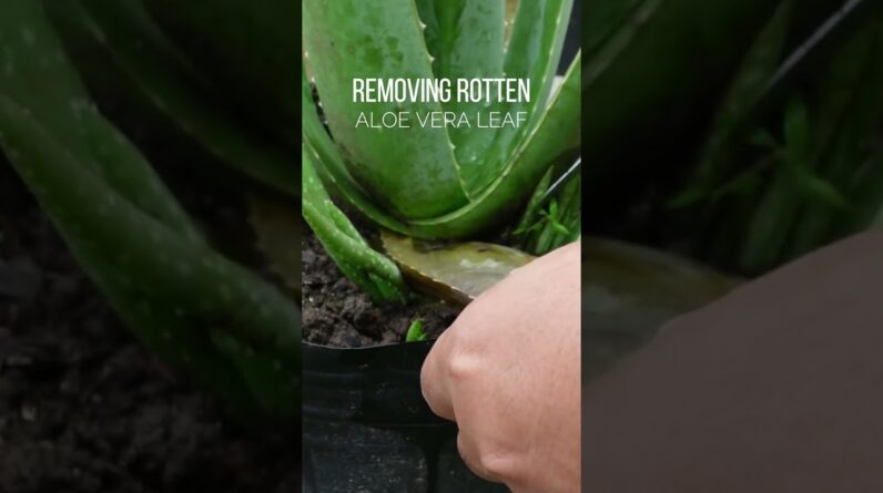 Rotten Aloe vera leaf