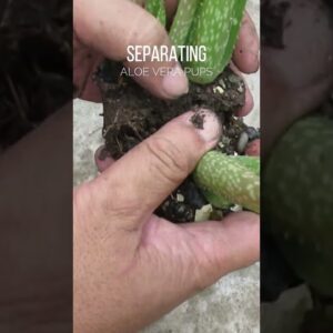Separating Aloe vera pups