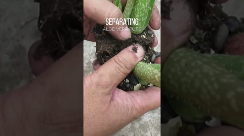 Separating Aloe vera pups