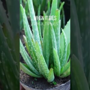 When Aloe vera dies