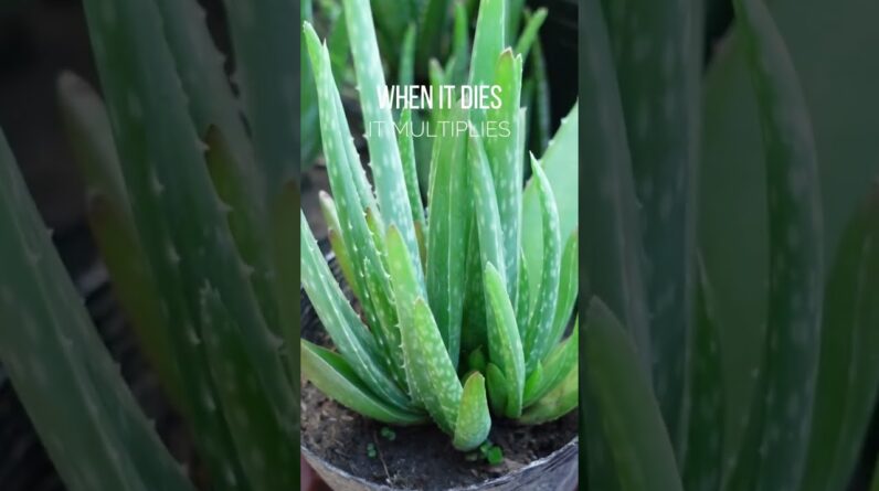 When Aloe vera dies