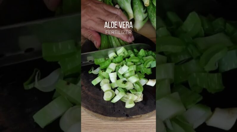 Aloe vera fertilizer