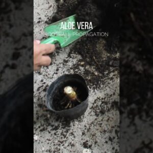Aloe vera rootball propagation