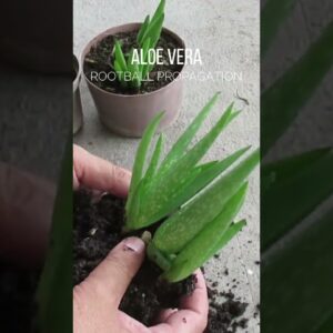 Aloe vera rootball propagation