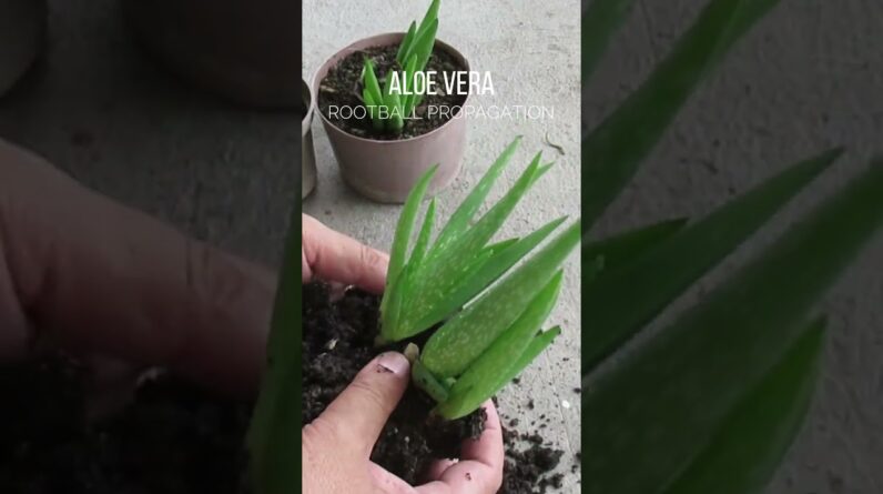 Aloe vera rootball propagation