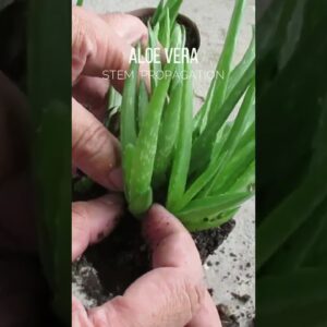 Aloe vera stem propagation