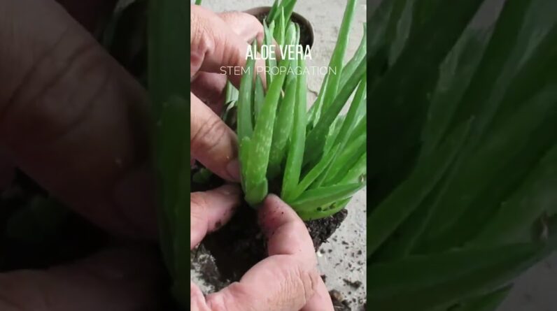 Aloe vera stem propagation