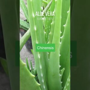 Aloe vera varieties