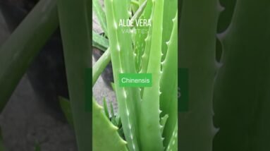 Aloe vera varieties