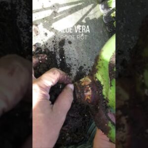 Aloe vera with rotting roots