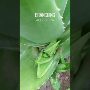 Branching Aloe vera Plant