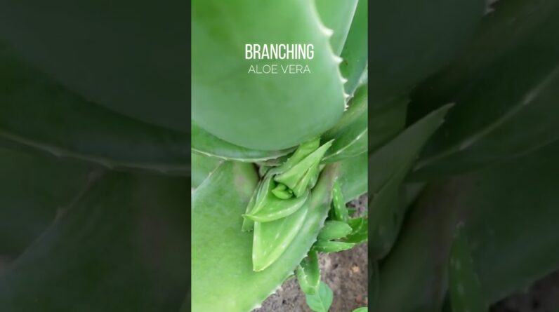 Branching Aloe vera Plant