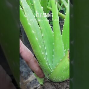 Cleaning damaged Aloe vera