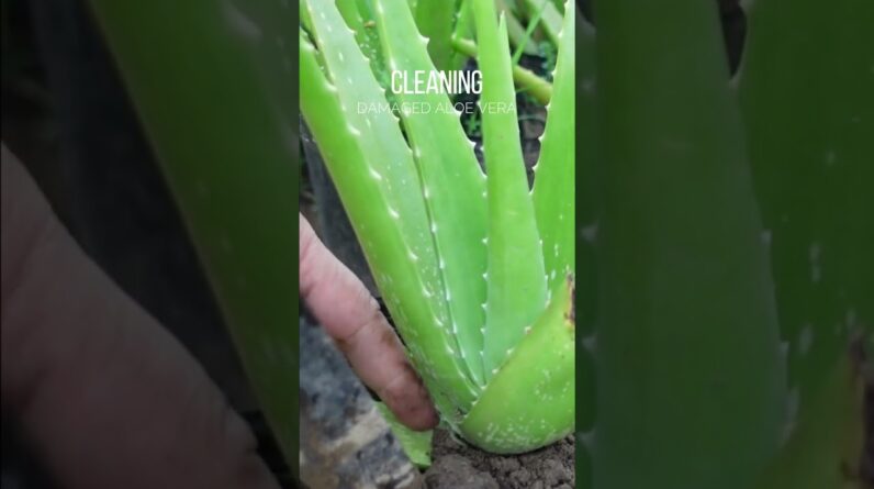 Cleaning damaged Aloe vera