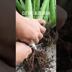 Cutting Aloe vera for planting
