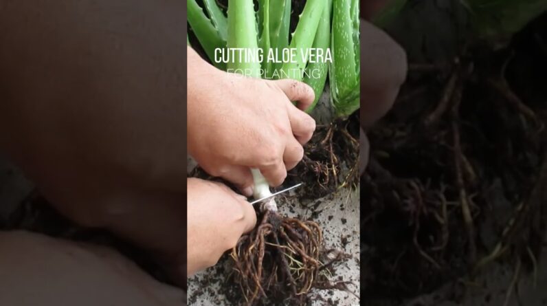 Cutting Aloe vera for planting