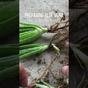 Cutting the roots before planting Aloe vera