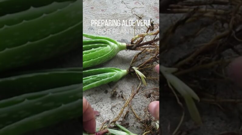 Cutting the roots before planting Aloe vera