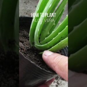 How to plant Aloe vera