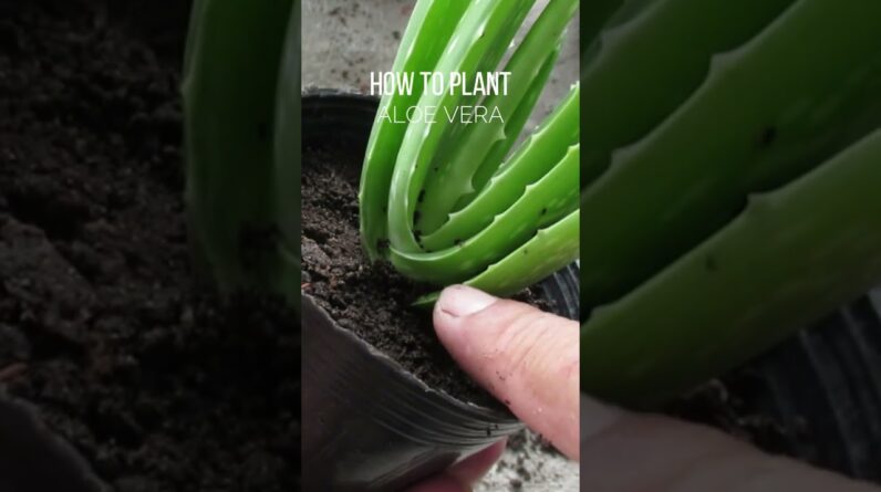 How to plant Aloe vera