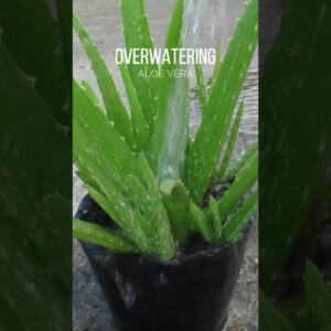 Over watering Aloe vera