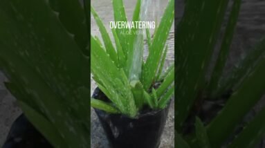 Over watering Aloe vera