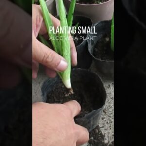 Planting Small Aloe vera pups