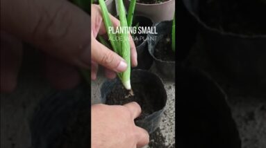 Planting Small Aloe vera pups