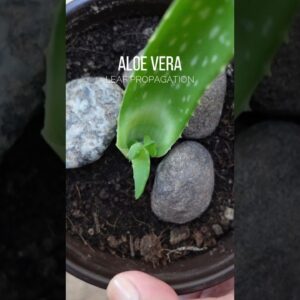 Propagating Aloe vera leaf
