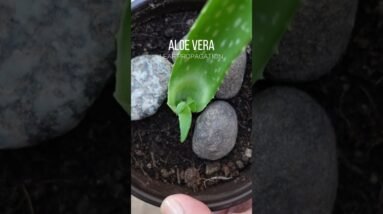 Propagating Aloe vera leaf