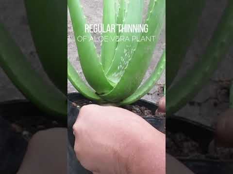 Regular thinning of Aloe vera makes it healthy.