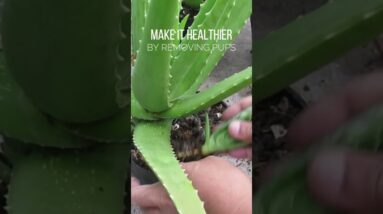 Remove pups for a healthier Aloe vera