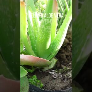 Removing browning leaves