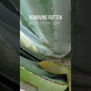 Removing Rotten Leaf