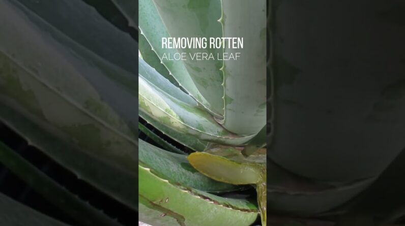 Removing Rotten Leaf