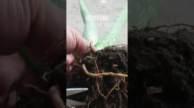 Repotting Aloe vera