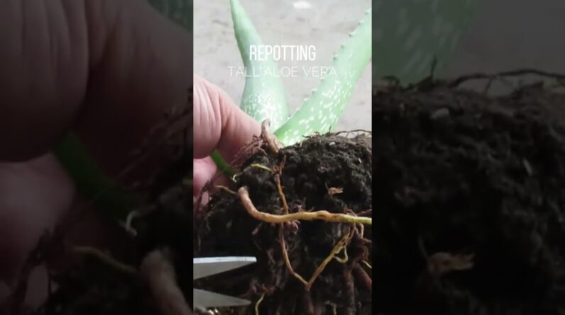 Repotting Aloe vera