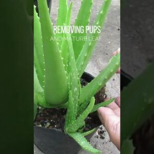 Thinning Aloe vera plant