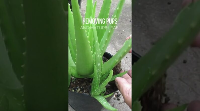 Thinning Aloe vera plant