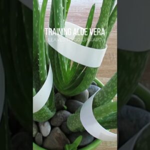 Training Aloe vera leaves to go upward