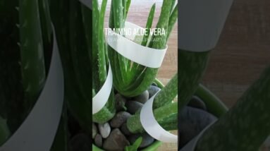 Training Aloe vera leaves to go upward