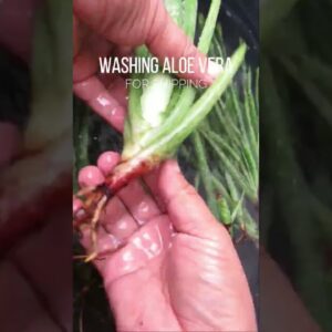 Washing and drying Aloe vera for shipping