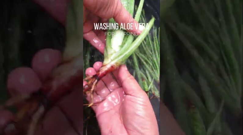 Washing and drying Aloe vera for shipping