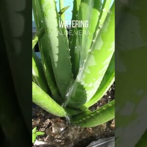 Watering Aloe vera plant