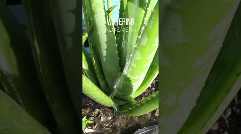 Watering Aloe vera plant