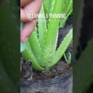 Weeding potted Aloe vera plant